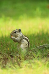 squirrel enjoy their food and have fun