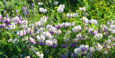 The beautiful white wildflowers. Astragalus arenarius, the sand milk-vetch or sand milkvetch.