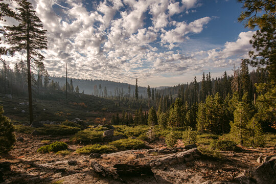 Forest against cloudy sky in nature
