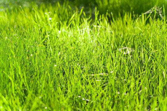 Meadow with young green grass close-up, used as a background or texture