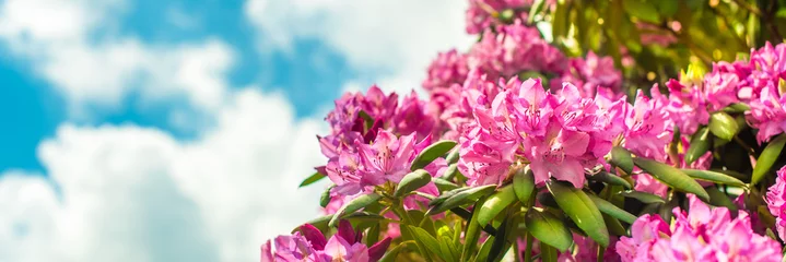 Keuken spatwand met foto banner. Beautiful blooming pink Azalea - flowering shrubs in the genus Rhododendron. Pink, summer flower background © Svetlana