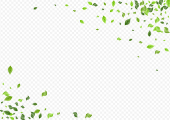 Green Foliage Spring Vector Transparent