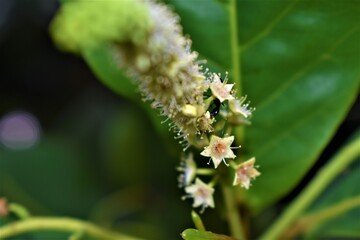 
inflorescence of a tree