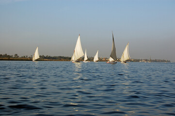 Fototapeta premium Feluccas sailing in the evening sunshine, Luxor