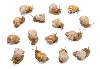 big collection of snails top view isolated on white background