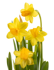 Obraz na płótnie Canvas graceful yellow daffodils isolated on white background