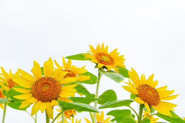 Fototapeta premium ひまわりの花畑