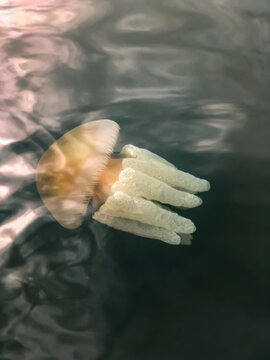 Barrel jellyfish