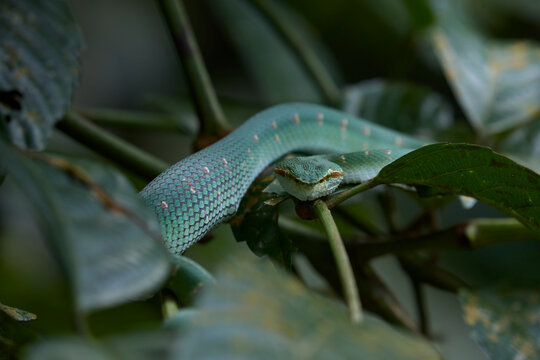 Frontal image of a Wagler's Pit Viper Male