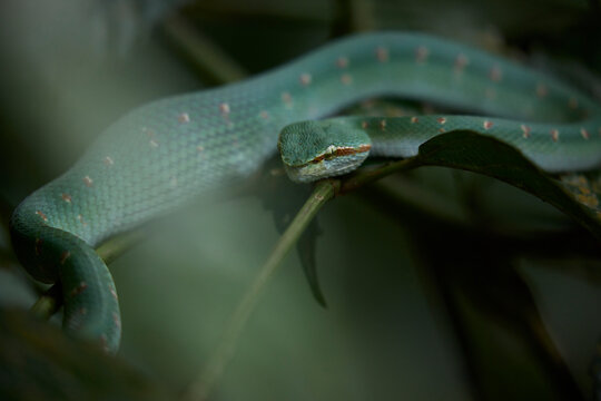 Wagler's Pit Viper Male after a meal