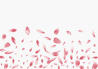 Color Sakura Vector Transparent Background. Leaf