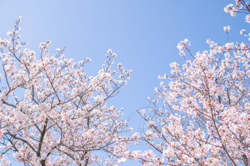 満開の桜並木と青空