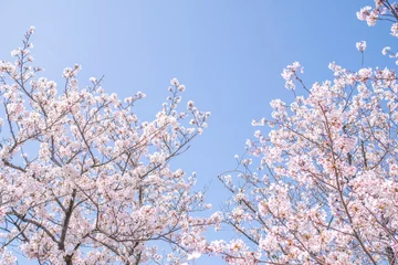 Fotobehang 満開の桜並木と青空 © mdesign