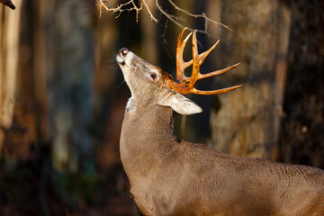 White-tailed Deer