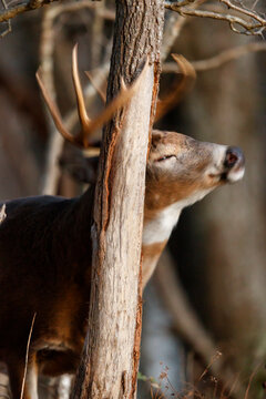 Buck Rub