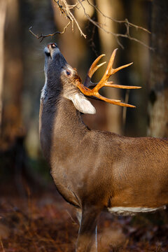 White-tailed Deer