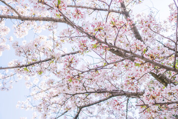 満開の桜木と空