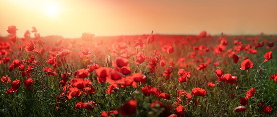Plakat Poppy field at sunset