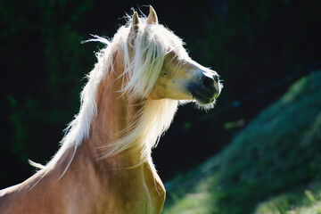 A haflinger horse with mane above the eyes