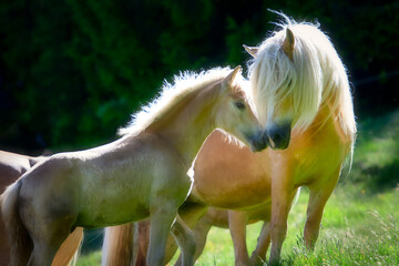 Fototapeta na wymiar Mother and baby of Haflinger horses