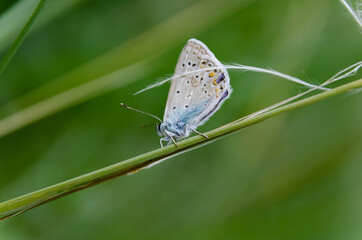 butterfly on a green leaf