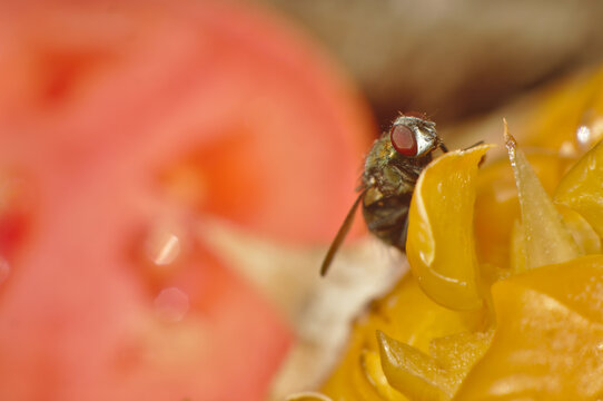 Housefly, Eating Pineapple Scraps In A Compost Bin