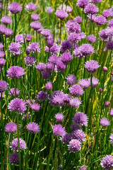 close-up of wild growing and flowering chives herbal plant in the springtime