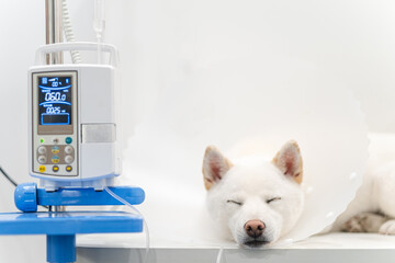 Dog On A Surgery Table
