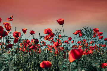 Obraz na płótnie Canvas red poppy field