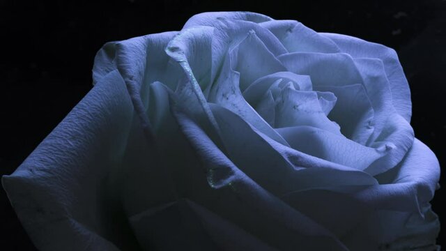 Time lapse of a blooming rose opening. Concept of plant and flower chemical poisoning. Agricultural pollution. Night time UV blacklight glow.