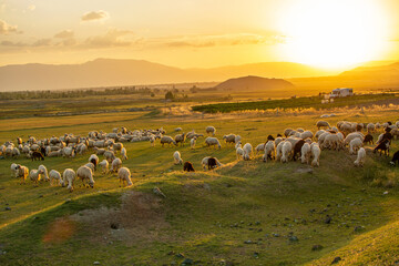 sunset and sheep grazing in the pasture. - obrazy, fototapety, plakaty