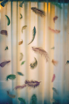 Coloured feathers