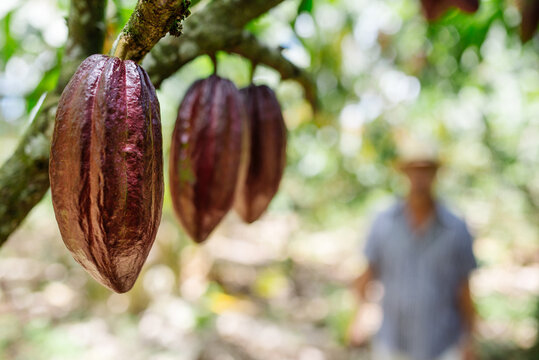 Fresh cocoa fruit in it's tree and the silhouette of an anonymous man out of focus