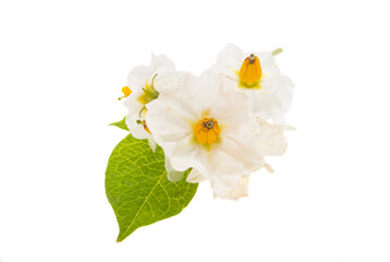 Obraz premium potato flowers isolated