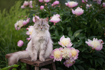 Naklejka na ściany i meble Photo of a gray fluffy cat near a bush of pink peonies.