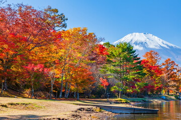 富士山と紅葉　山梨県南都留郡山中湖にて
