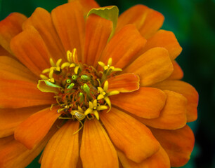 Common zinnia in bloom during late spring. The blooms appear in a variety of colors and are frequently seen in flower borders