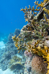 Colorful coral reef at the bottom of tropical sea, underwater landscape