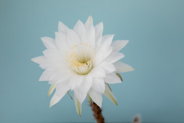 white cactus flowers in a blue background