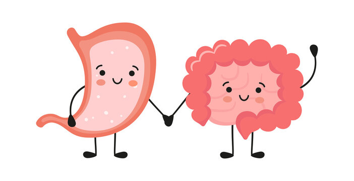 Healthy happy smiling stomach and intestine characters hold hands. Symbol of stomach and intestine health. Vector isolated illustration in flat and cartoon style on white background.
