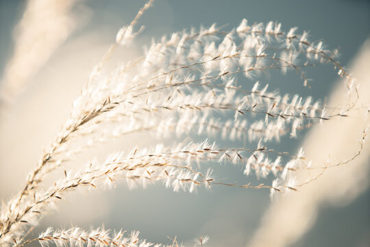Japanese Pampas Grass