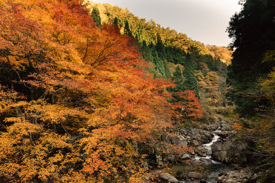 Trees Turn Into Red And Yellow Colors In Autumn At Japanese Countryside