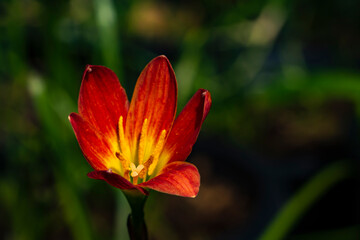 Red Rain Lily in the garden was blooming under the morning light with dark green leaf and brown soil behind.