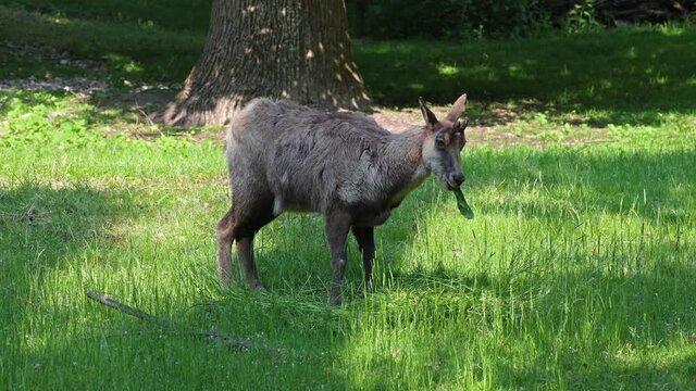 Apennine chamois, Rupicapra pyrenaica ornata, is living in the Abruzzo-Lazio-Molise National Park in Italy and the Pyrenees in Spain