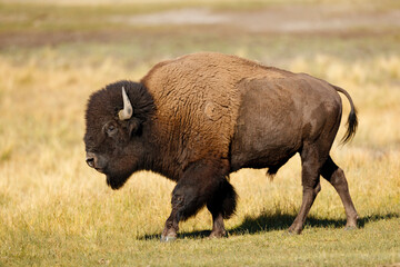 American Bison
