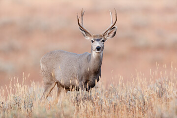Mule Deer