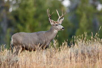 Mule Deer