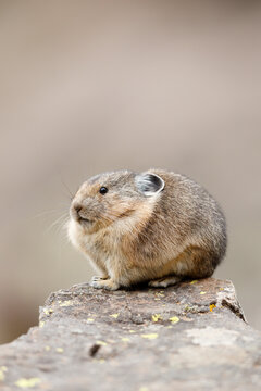American Pika