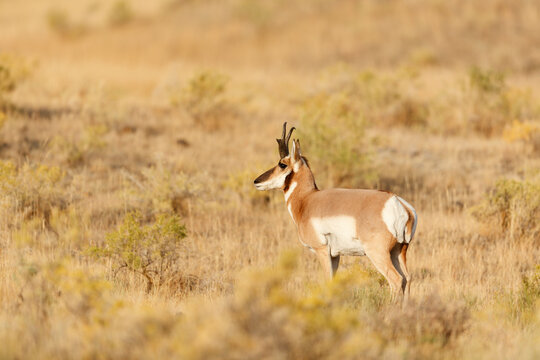 Pronghorn Antelope
