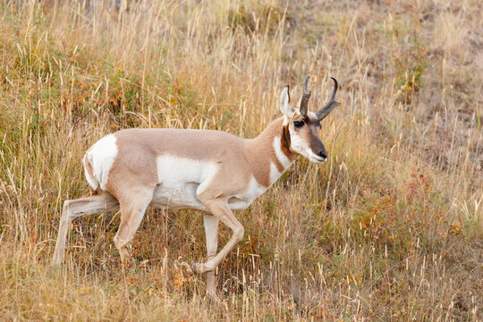 Pronghorn Antelope